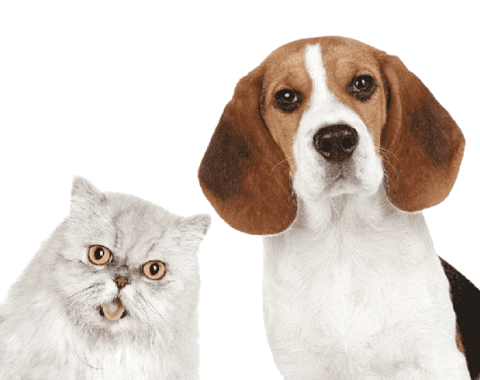 png-clipart-dogs-and-cats-dog-cat-removebg-preview